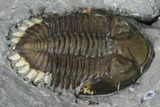 Greenops Trilobite - Hungry Hollow, Ontario #164402-2